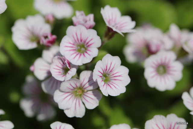 f:id:mimozaai:20190502203403j:plain f:id:mimozaai:20190502203403j:plain