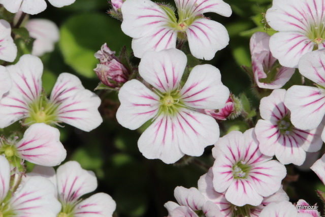 f:id:mimozaai:20190502203412j:plain f:id:mimozaai:20190502203412j:plain