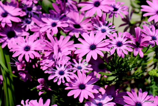 f:id:mimozaai:20190502203507j:plain f:id:mimozaai:20190502203507j:plain