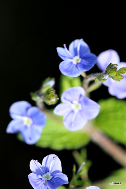 f:id:mimozaai:20190502203629j:plain f:id:mimozaai:20190502203629j:plain