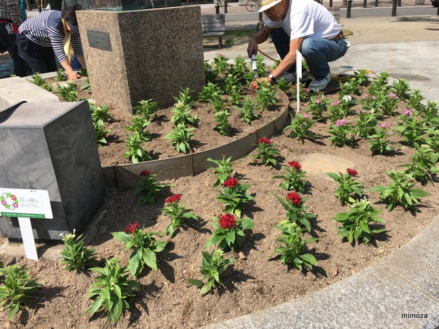f:id:mimozaai:20190516202418j:plain f:id:mimozaai:20190516202418j:plain