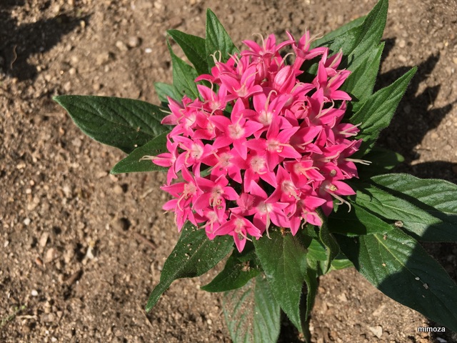 f:id:mimozaai:20190516202452j:plain f:id:mimozaai:20190516202452j:plain
