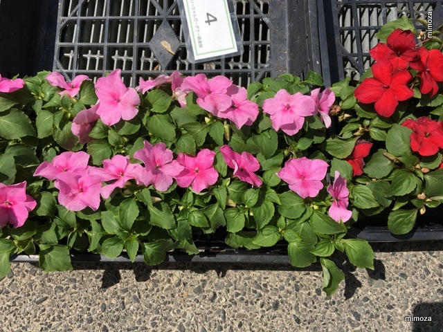 f:id:mimozaai:20190516202515j:plain f:id:mimozaai:20190516202515j:plain