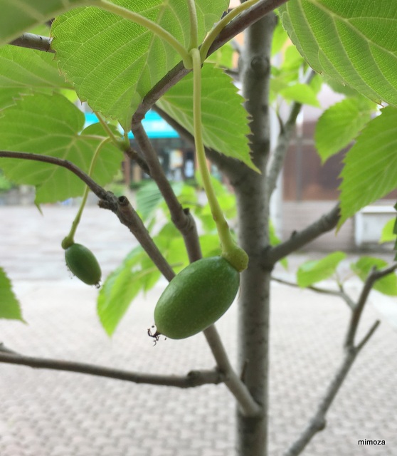 f:id:mimozaai:20190526203606j:plain f:id:mimozaai:20190526203606j:plain