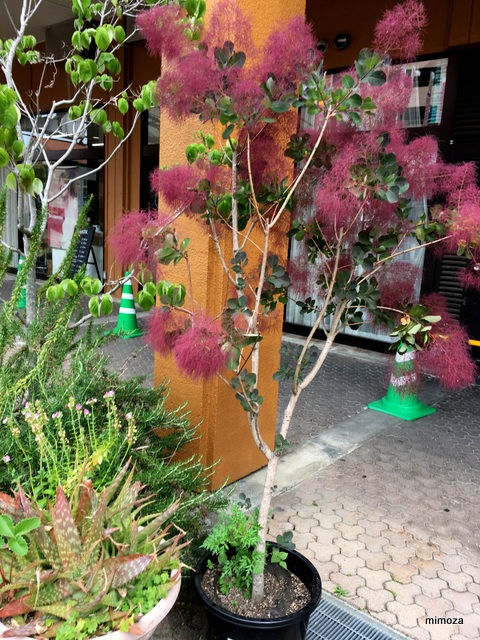 f:id:mimozaai:20190526203623j:plain