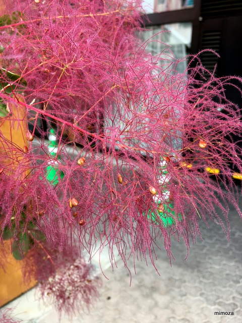 f:id:mimozaai:20190526203632j:plain f:id:mimozaai:20190526203632j:plain