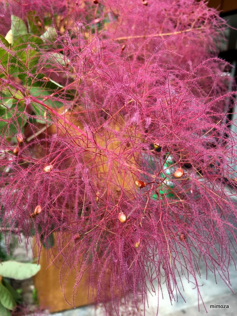 f:id:mimozaai:20190526203644j:plain f:id:mimozaai:20190526203644j:plain