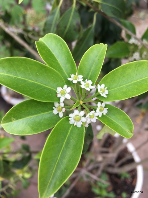 f:id:mimozaai:20190526203730j:plain