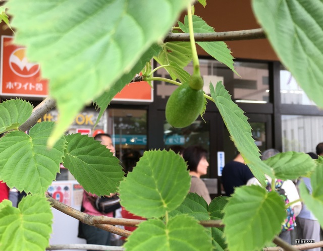 f:id:mimozaai:20190526203916j:plain f:id:mimozaai:20190526203916j:plain