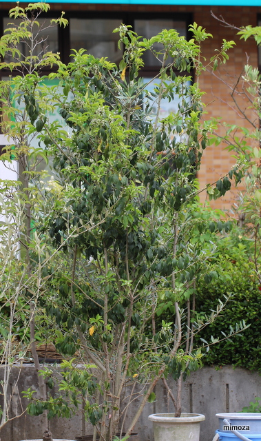 f:id:mimozaai:20190527220559j:plain