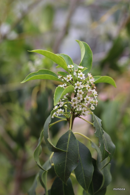 f:id:mimozaai:20190527220923j:plain