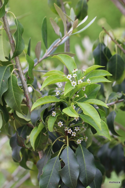 f:id:mimozaai:20190527220941j:plain