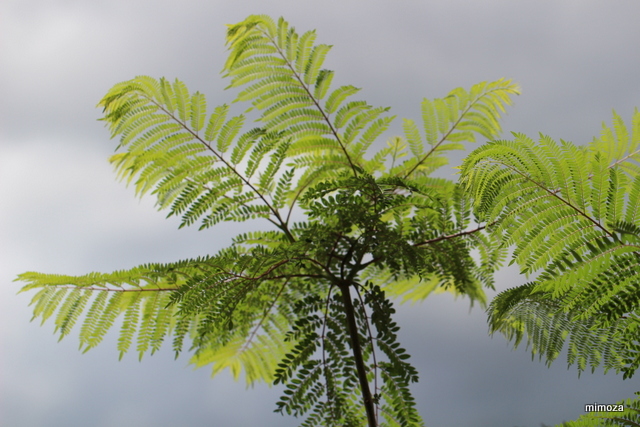 f:id:mimozaai:20190609220730j:plain