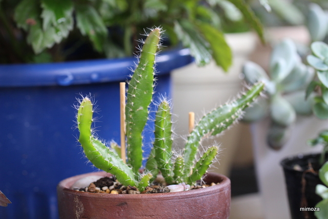 f:id:mimozaai:20190609220740j:plain