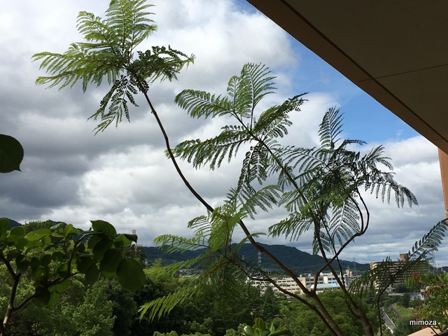 f:id:mimozaai:20190610133803j:plain