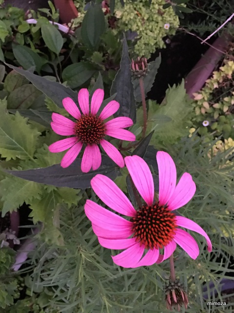 f:id:mimozaai:20190712211532j:plain