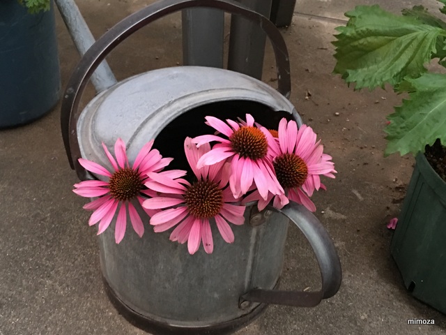 f:id:mimozaai:20190712211545j:plain