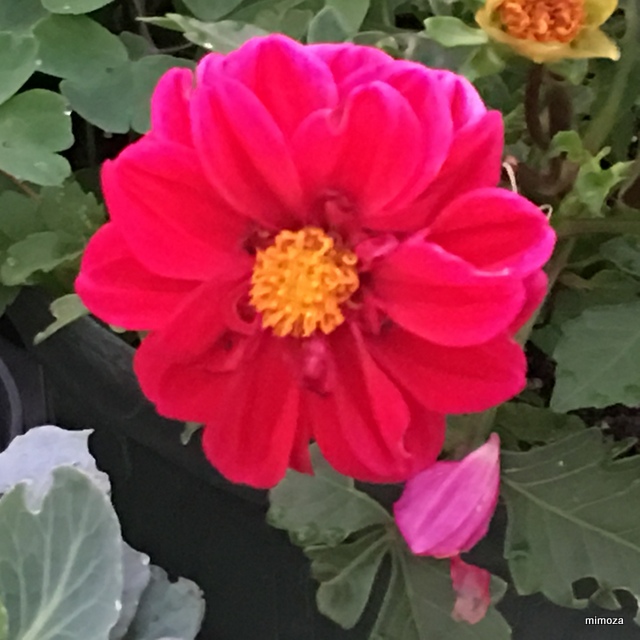 f:id:mimozaai:20190712211555j:plain