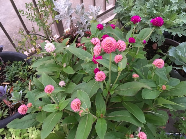 f:id:mimozaai:20190712211606j:plain