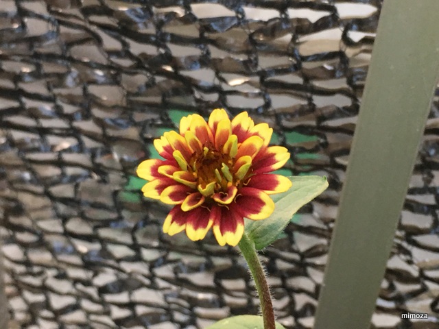 f:id:mimozaai:20190717202610j:plain f:id:mimozaai:20190717202610j:plain