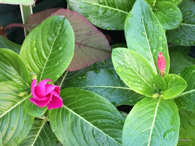 f:id:mimozaai:20190717204507j:plain f:id:mimozaai:20190717204507j:plain