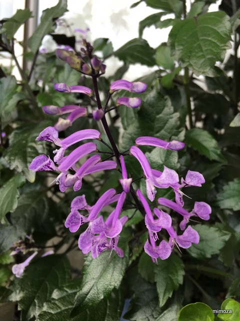 f:id:mimozaai:20190717210659j:plain f:id:mimozaai:20190717210659j:plain