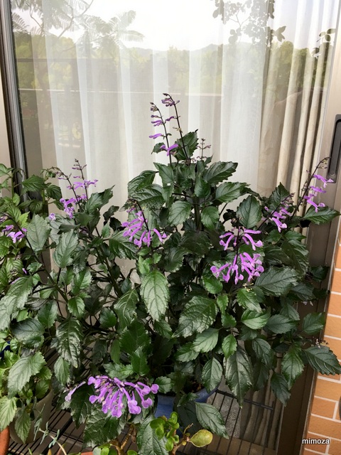 f:id:mimozaai:20190717210712j:plain f:id:mimozaai:20190717210712j:plain