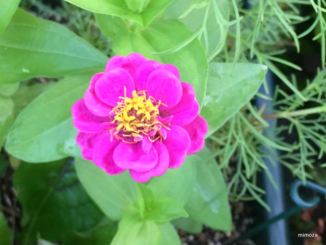 f:id:mimozaai:20190717210737j:plain f:id:mimozaai:20190717210737j:plain