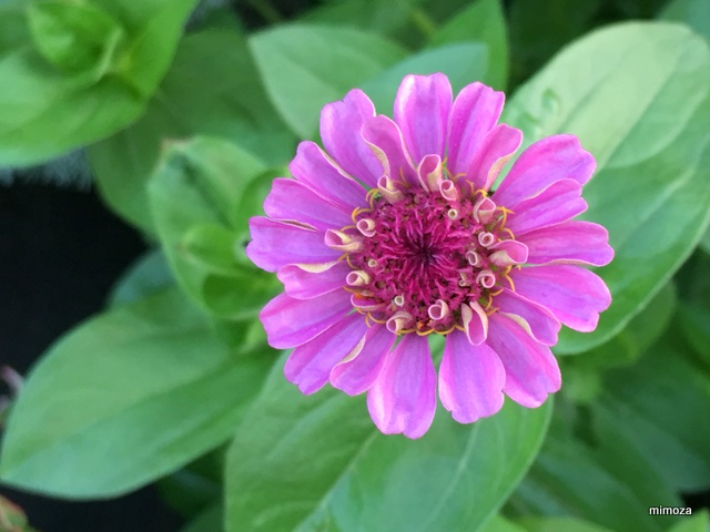 f:id:mimozaai:20190717210748j:plain f:id:mimozaai:20190717210748j:plain