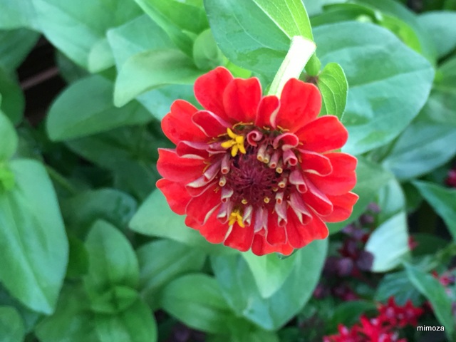 f:id:mimozaai:20190717210800j:plain f:id:mimozaai:20190717210800j:plain