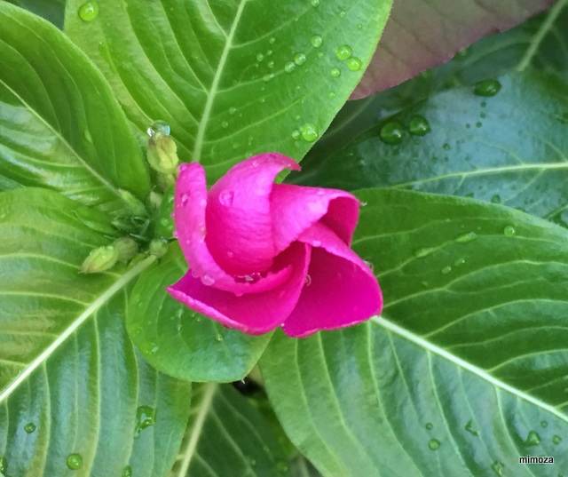 f:id:mimozaai:20190717210815j:plain f:id:mimozaai:20190717210815j:plain
