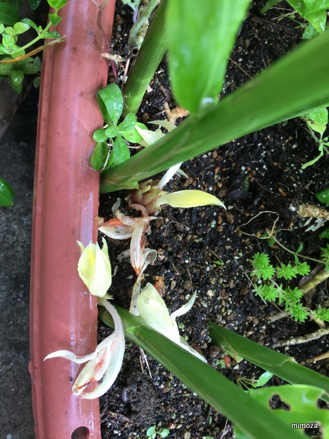 f:id:mimozaai:20190725223220j:plain f:id:mimozaai:20190725223220j:plain