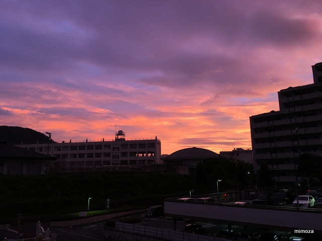 f:id:mimozaai:20190806202827j:plain f:id:mimozaai:20190806202827j:plain