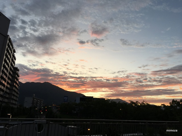 f:id:mimozaai:20190810150638j:plain f:id:mimozaai:20190810150638j:plain
