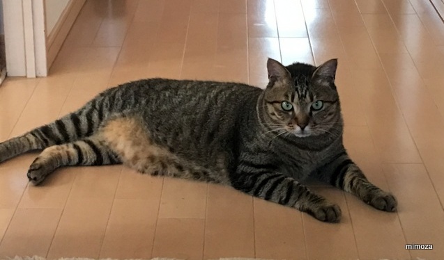 f:id:mimozaai:20190810151152j:plain f:id:mimozaai:20190810151152j:plain