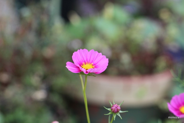 f:id:mimozaai:20190929202602j:plain f:id:mimozaai:20190929202602j:plain