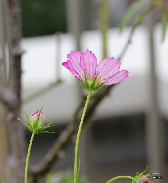 f:id:mimozaai:20190929202614j:plain f:id:mimozaai:20190929202614j:plain