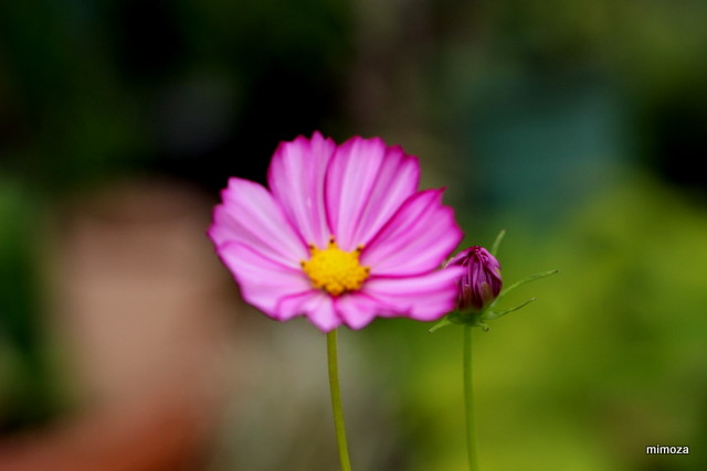 f:id:mimozaai:20190929202645j:plain f:id:mimozaai:20190929202645j:plain
