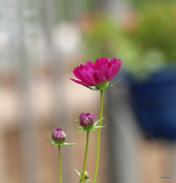 f:id:mimozaai:20190929202713j:plain f:id:mimozaai:20190929202713j:plain