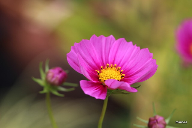 f:id:mimozaai:20190929202739j:plain f:id:mimozaai:20190929202739j:plain
