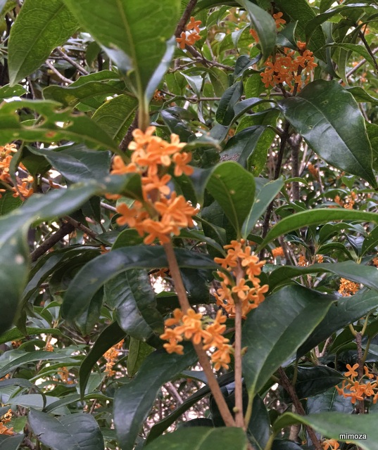 f:id:mimozaai:20190929203526j:plain