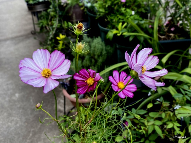 f:id:mimozaai:20191006204438j:plain