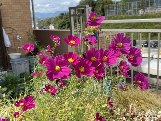 f:id:mimozaai:20191006204954j:plain