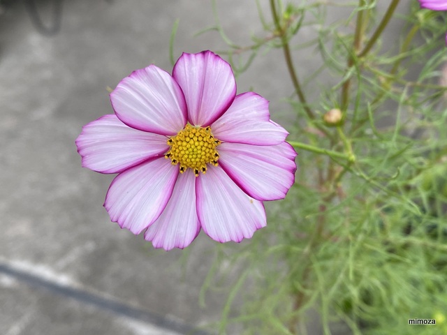 f:id:mimozaai:20191009211501j:plain f:id:mimozaai:20191009211501j:plain