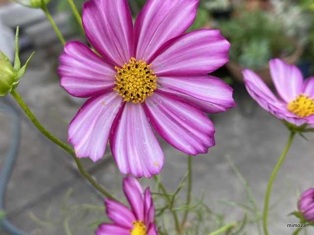 f:id:mimozaai:20191009211529j:plain f:id:mimozaai:20191009211529j:plain
