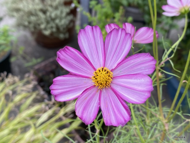 f:id:mimozaai:20191009211545j:plain f:id:mimozaai:20191009211545j:plain