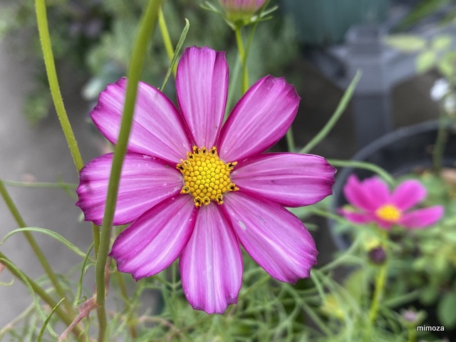 f:id:mimozaai:20191009211559j:plain f:id:mimozaai:20191009211559j:plain