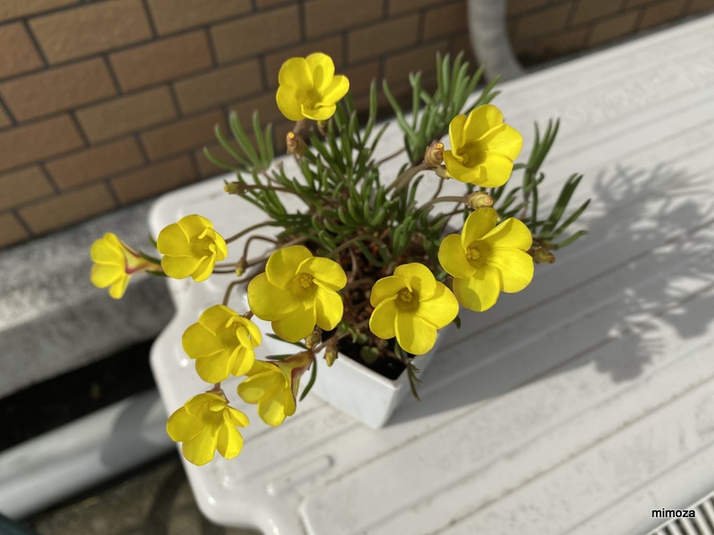 f:id:mimozaai:20191020202543j:plain f:id:mimozaai:20191020202543j:plain