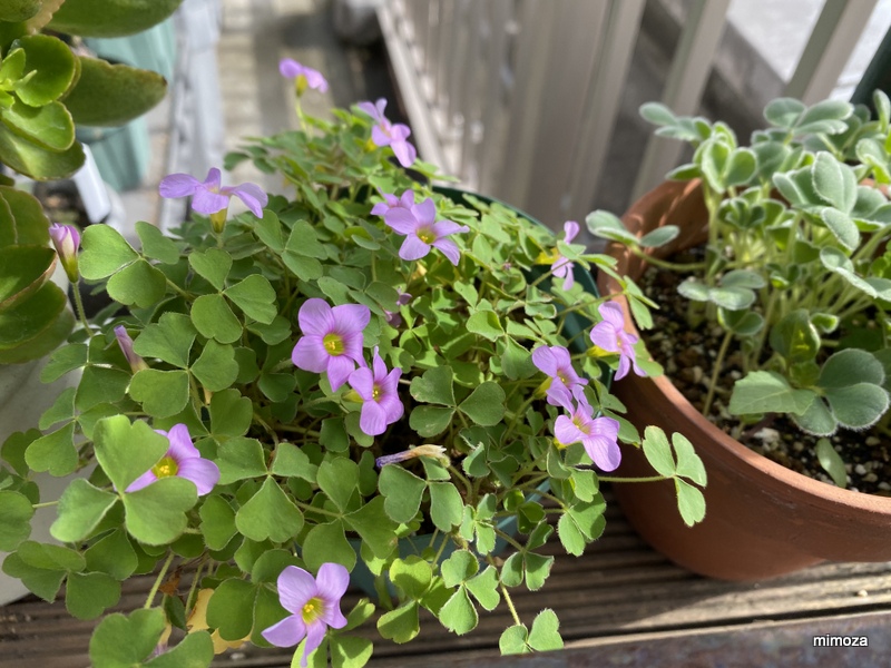 f:id:mimozaai:20191020202646j:plain f:id:mimozaai:20191020202646j:plain