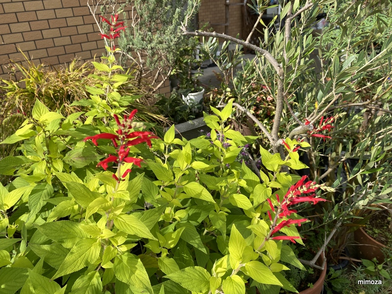 f:id:mimozaai:20191020202702j:plain f:id:mimozaai:20191020202702j:plain